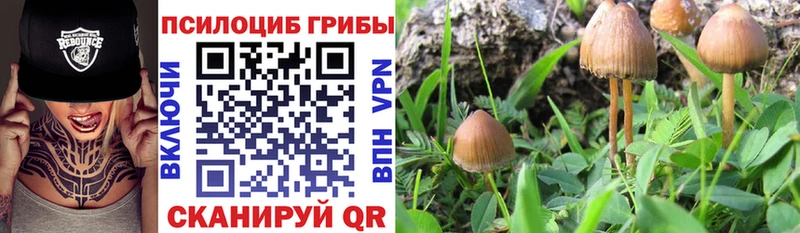 Купить  Кольчугино  Псилоцибиновые грибы Cubensis 