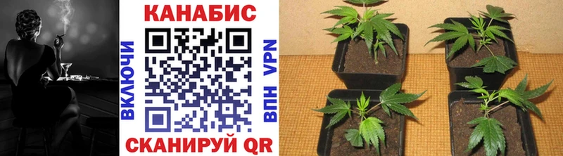 Каннабис White Widow  Купить  Кольчугино 